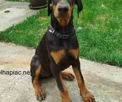 Doberman puppies