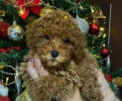 Red miniature poodles