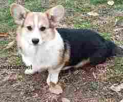 Pembroke Welsh Corgi