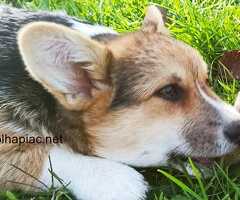 Pembroke Welsh Corgi