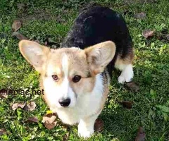 Pembroke Welsh Corgi