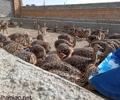 Egészséges strucccsibéket, emu-t, pulykát, pávát, tojásokat és strucctollakat árusítunk.