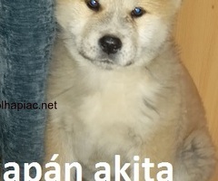 Ajándékozás ,Japán Akita Inu szuka kiskutya 12 hetes.