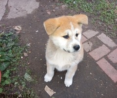 Ajándékozás ,Japán Akita Inu szuka kiskutya 12 hetes.