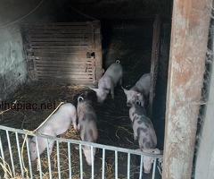 Malac Eladó