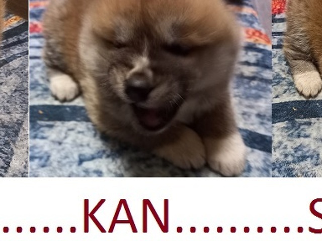 JAPÁN AKITA INU KISKUTYA ELADÓ