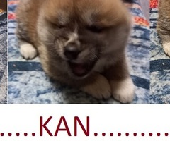 JAPÁN AKITA INU KISKUTYA ELADÓ