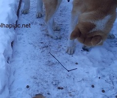 JAPÁN AKITA INU KISKUTYA ELADÓ