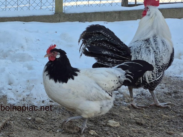 Eladó Lakenfelder és Brakel tyúkok/kakasok