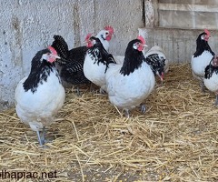 Eladó Lakenfelder és Brakel tyúkok/kakasok