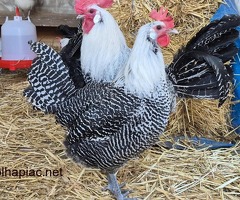 Eladó Lakenfelder és Brakel tyúkok/kakasok