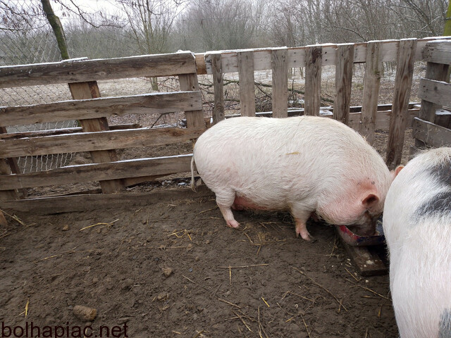 Eladó egy 1 éves vietnámi keverék emse