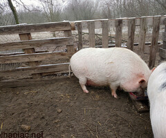 Eladó egy 1 éves vietnámi keverék emse
