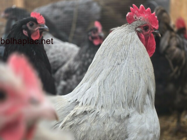 Australorp tojás