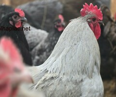 Australorp tojás