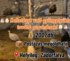 Keltetésre alkalmas gyöngytyúk tojás